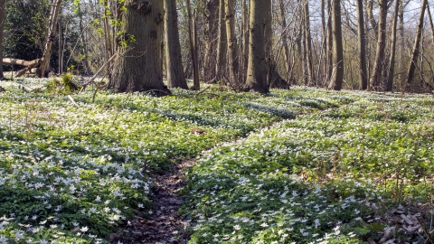 Copperas Wood Anemones