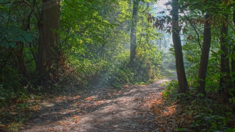 Copperas Wood