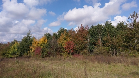 Great Holland Pits in Autumn 