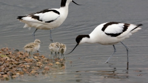 Avocets BHF Brian Clark