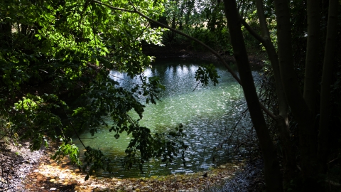 Pond at Brookes nature reserve 