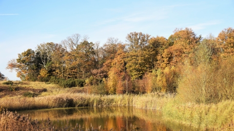 Cockaynes Wood in Autumn 