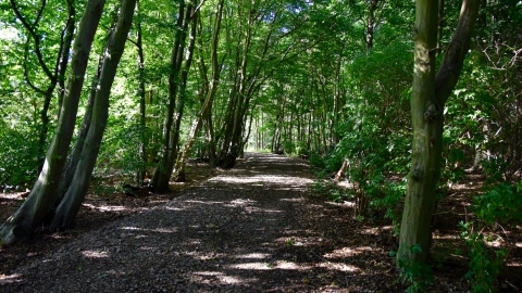 Copperas Wood in Summer