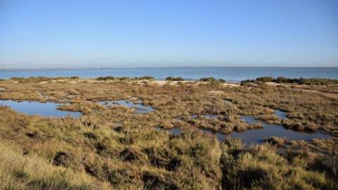 Bradwell Shell Bank nature reserve