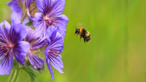 Early Bumblebee