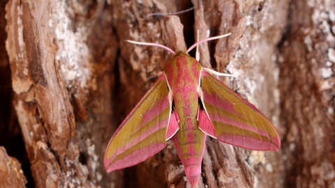 Elephant Hawk-moth