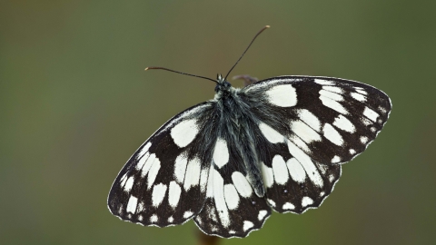 Marbled White