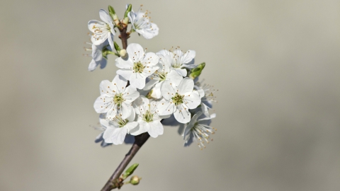 Blackthorn