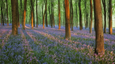 Bluebells