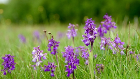 Oxley Meadows Green Winged Orchids