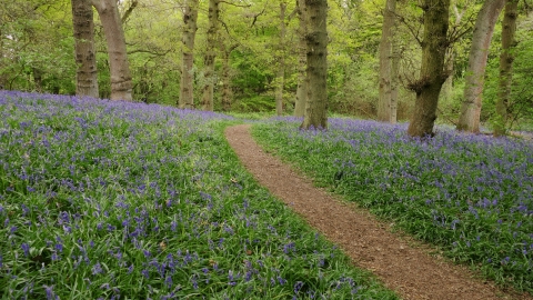 Shut Heath Wood Bluebells