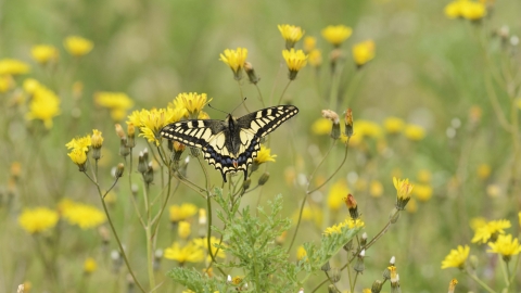 Swallowtail Es Wildlife Trust Swallowtail Es Wildlife Trust