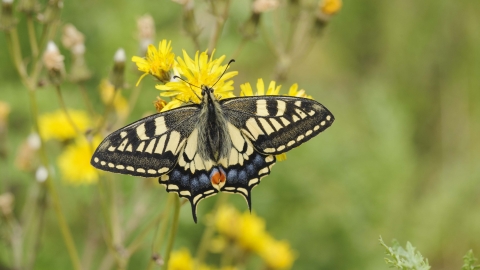 Swallowtail Es Wildlife Trust Swallowtail Es Wildlife Trust