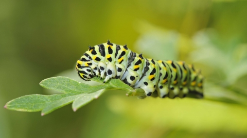 Swallowtail Es Wildlife Trust Swallowtail Es Wildlife Trust
