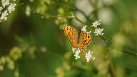 Wall Brown