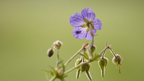 Meadow Crane's-bill