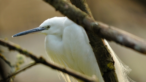 Little Egret Steve Waterhouse