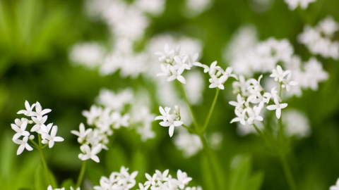 Sweet Woodruff