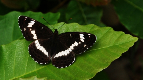 White Admiral butterfly 