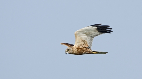 Marsh Harrier