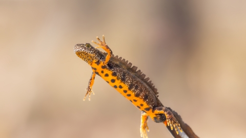 Great Crested Newt