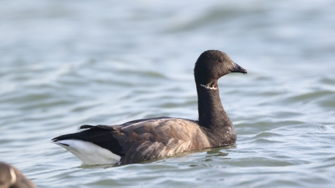 Brent Goose 