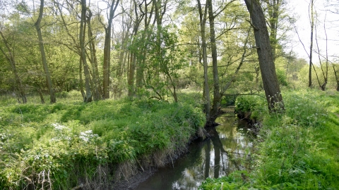 Roman River Valley