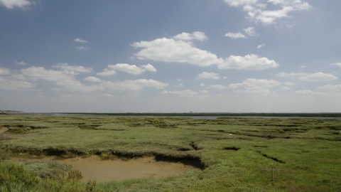 Saltmarsh and estuary at Abbotts Hall Farm