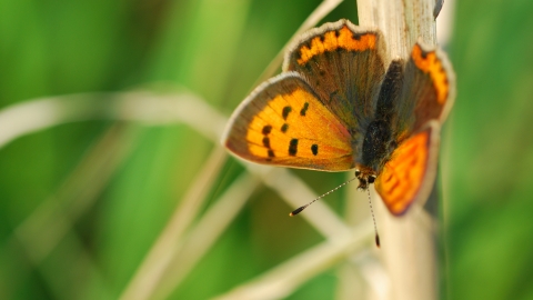 Small Copper Butterfly 