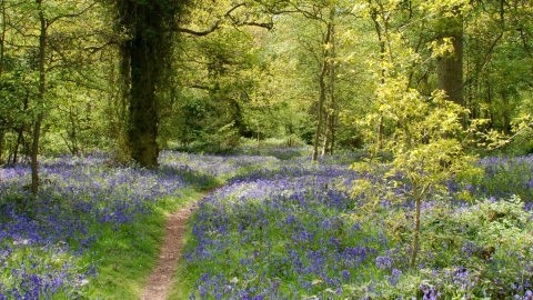 Weelyhall Wood in Bluebells