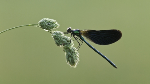 Beautiful Demoiselle damselfly 