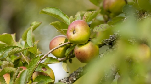 Apple Orchard