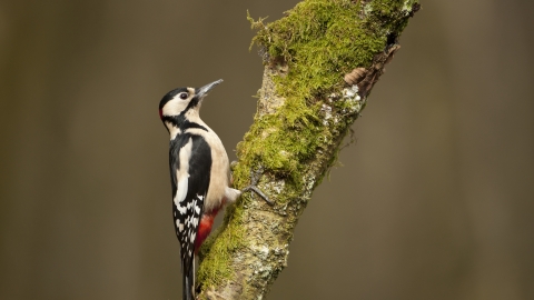 Great Spotted Woodpecker 