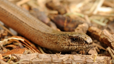 Slow Worm Amy Lewis