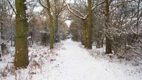 Gernon Bushes in the snow 