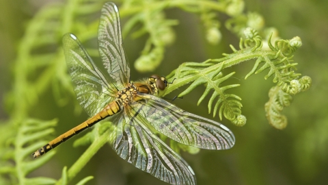 Black Darter dragonfly