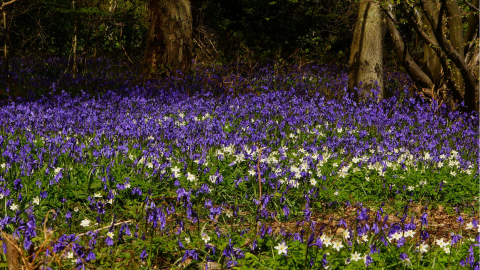 Bluebells and Wood Anenomes at Backwarden 