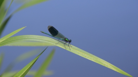 Banded Dameoiselle damselfly 