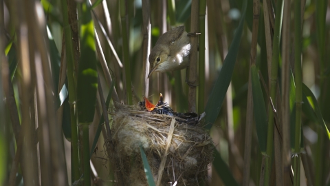 Cuckoo and Reed Warbler David Tipling 2020 Vision