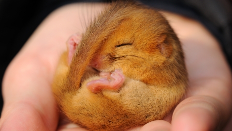 Dormouse - Amy Lewis