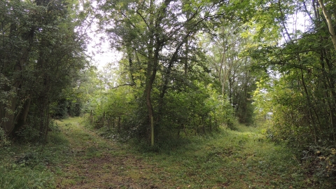 Shadwell Wood panoramic