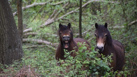 Exmoor Ponies at Tiptree