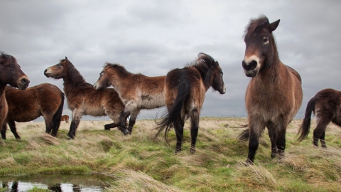 Exmoor Ponies at Tollesbiry - Liz Pitman