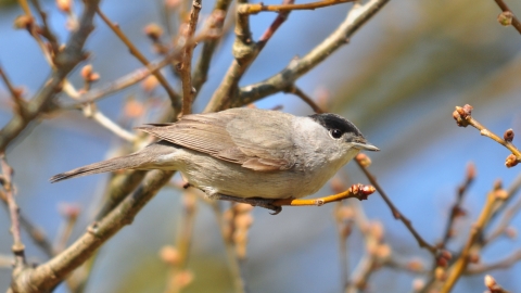 Blackcap Fingringhoe