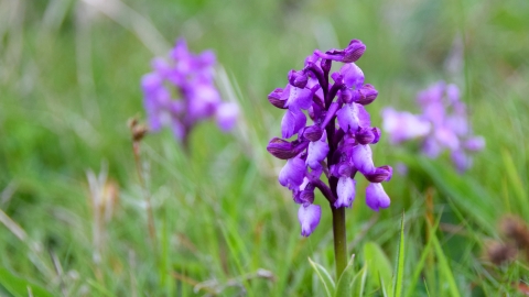 Green Winged Orchid Emily McParland