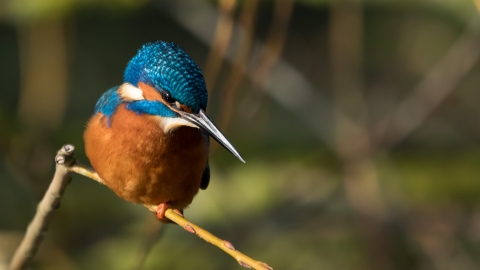 Kingfisher