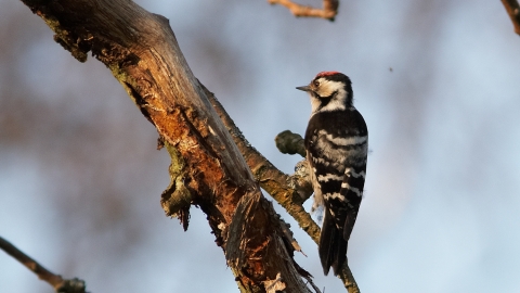 Lesser Spotted Woodpecker Stefan Johansson