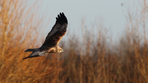 Marsh Harrier - Mark Huddleston