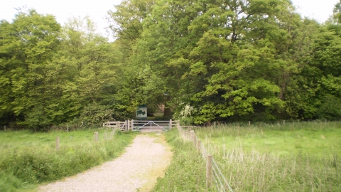 Crowsheath Wood 