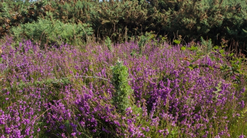 Peter Bowden Heath at Tiptree Heath